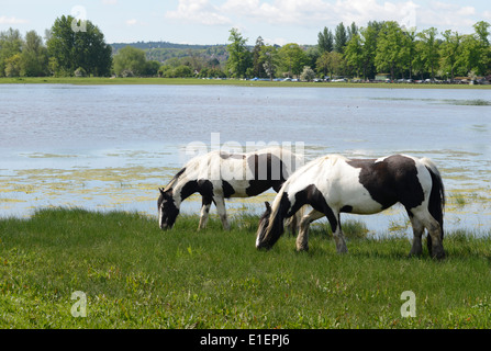 Vanner cavalli al pascolo la molla erba sul prato porta, Oxford Foto Stock