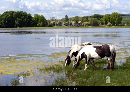 Vanner cavalli al pascolo la molla erba sul prato porta, Oxford Foto Stock