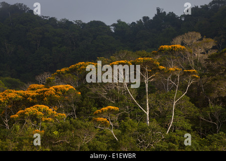 La fioritura può alberi in Altos de Campana national park, provincia di Panama, Repubblica di Panama. Foto Stock