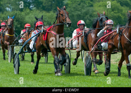 Cavallo trottare, bourigny racecourse, Normandia, Francia Foto Stock