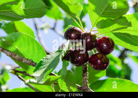 Mature succose ciliegie vinica grandi frutti di bosco con la luce del sole foglie sul ramo di albero Foto Stock