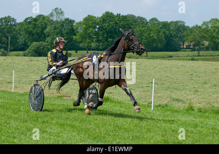 Cavallo trottare, bourigny racecourse, Normandia, Francia Foto Stock