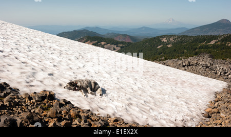 Un grande cane di razza il raffreddamento durante il riposo in un campo di neve sul lato di alta montagna Foto Stock