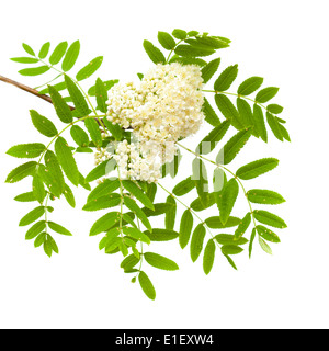 Rowan fiori isolati su bianco Foto Stock