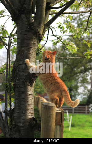 Lo zenzero cat appoggiata contro tree cercando Foto Stock