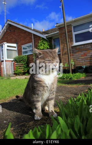 Tabby cat sat sul percorso del giardino Foto Stock