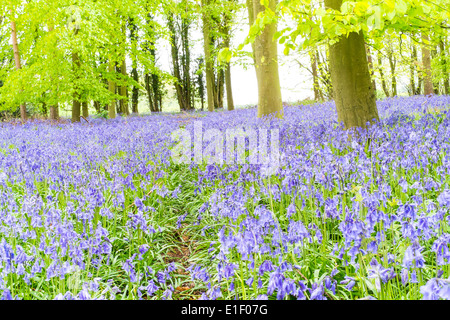 Tappeto di bluebells in un legno di Norfolk England Regno Unito Foto Stock