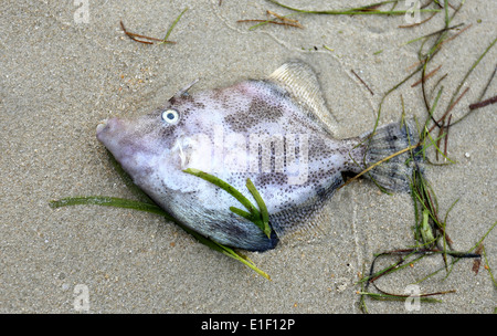 I pesci morti distesi sulla sabbia sulla spiaggia Foto Stock