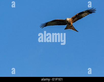 Aquilone rosso, Milvus milvus, Wales, Regno Unito Foto Stock