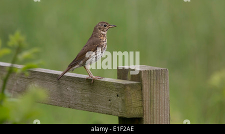 Tordo Mistle (Turdus viscivorus) seduto sul palo da recinzione. Foto Stock