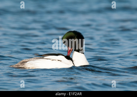 Smergo maggiore (Mergus merganser) maschio adulto in allevamento preening piumaggio durante il nuoto in acque increspato di Llyn Padarn a Llanberis Foto Stock