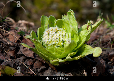 Butterbur gigante (Petasites japonicus) fioritura al bordo della strada cadde sul piede Brow, vicino a Windermere nel Lake District. Foto Stock