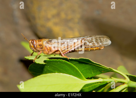 Desert Locust (Schistocerca gregaria) Foto Stock