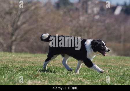 Junger Border Collie rennt seitlich über die Wiese Foto Stock