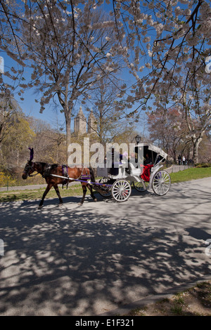 Cavallo e Carrozza nel Central Park di New York, US, la molla e la giornata di sole Foto Stock