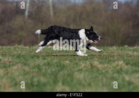 Junger Border Collie rennt seitlich über die Wiese Foto Stock