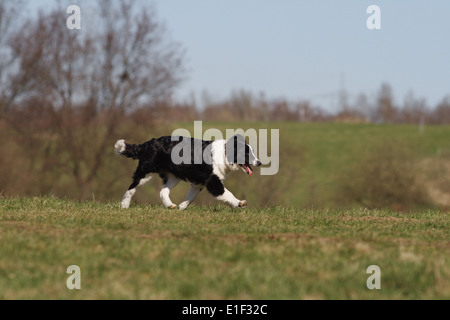 Junger Border Collie rennt seitlich über die Wiese Foto Stock