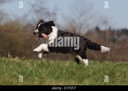 Junger Border Collie rennt seitlich über die Wiese Foto Stock