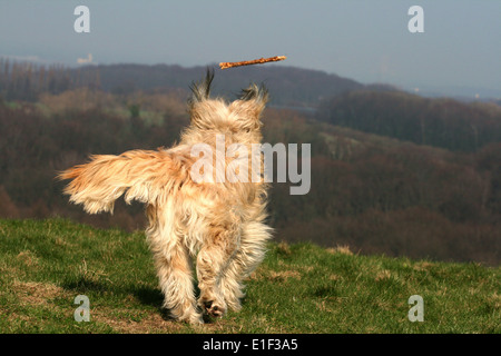 Gos d'atura catalano rennt Mischling hinter einem Stock il suo Foto Stock