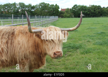 Colpo alla testa di una femmina di Highland mucca. Foto Stock