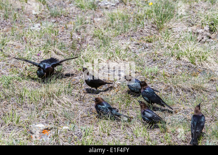 Brewer's Blackbird (Euphagus cyanocephalus) gregge seduta sul terreno di alimentazione. Waterton National Park, Alberta, Canada Foto Stock