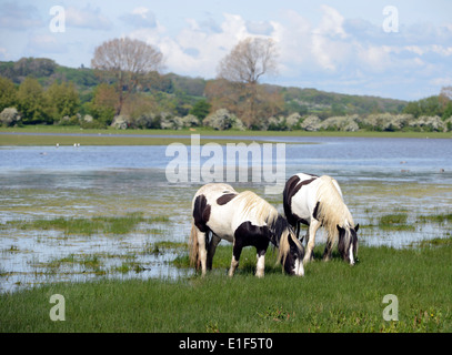 Vanner cavalli al pascolo la molla erba sul prato porta, Oxford Foto Stock