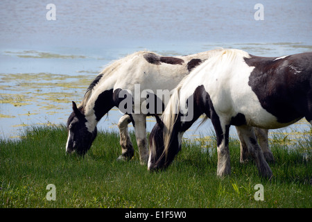 Vanner cavalli al pascolo la molla erba sul prato porta, Oxford Foto Stock