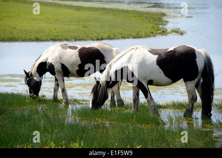 Vanner cavalli al pascolo la molla erba sul prato porta, Oxford Foto Stock