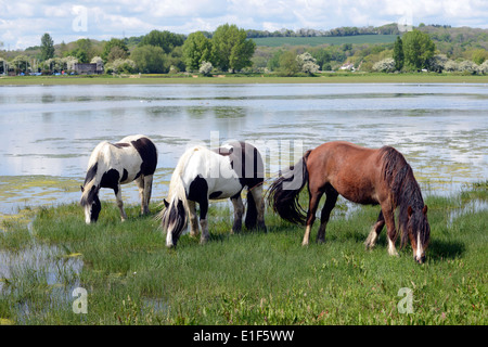 Vanner cavalli al pascolo la molla erba sul prato porta, Oxford Foto Stock