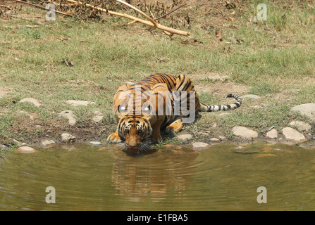 Royal tigre del Bengala acqua potabile da un fiume nel parco di cittadino di Corbett, India Foto Stock