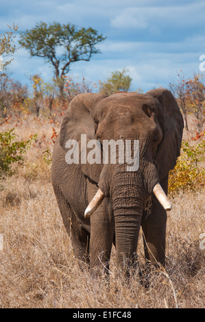 Elefante africano (Loxodonta africana), Kruger National Park, Sud Africa Foto Stock