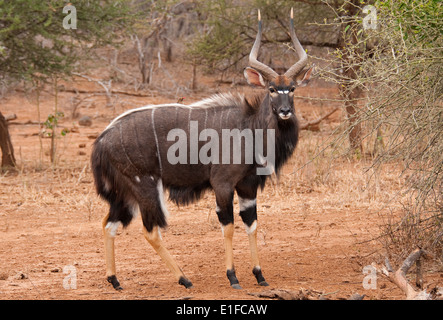 Nyala maschio (Tragelaphus angasii) vicino al fiume Luvuvhu, Kruger National Park, Sud Africa Foto Stock