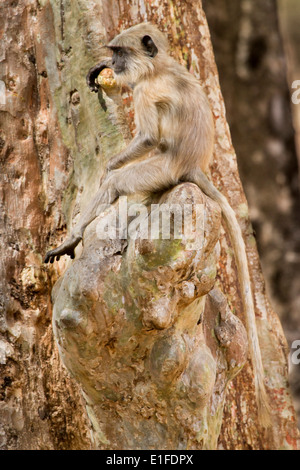 Langur monkey su albero, bandhavgarh national park, Madhya Pradesh, India, Asia Foto Stock