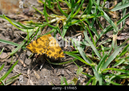 Giallo maculato tarma (Pseudopanthera macularia), un giorno-flying moth comune in scrubby habitat, maggio-giugno. Foto Stock