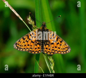 Piccola perla-confine Fritillary Butterfly - Boloria selene sull'erba Foto Stock