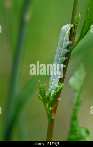 Offuscato scialbi (Orthosia incerta) Foto Stock