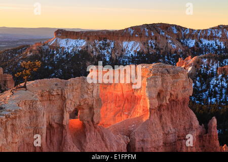 Rocce e Lone Pine Tree illuminato da luce all'alba invernale, Queen's Garden Trail, Sunrise Point, Parco Nazionale di Bryce Canyon, Utah, Stati Uniti d'America Foto Stock