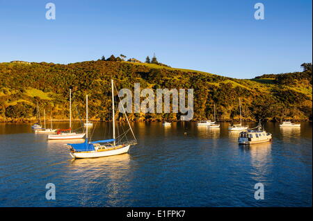 Poco barche a vela nella Baia di Matiata sull isola di Waiheke, Golfo di Hauraki, Isola del nord, Nuova Zelanda, Pacific Foto Stock