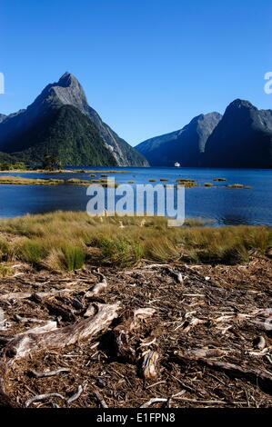 Le ripide scogliere di Milford Sound, Parco Nazionale di Fiordland, Sito Patrimonio Mondiale dell'UNESCO, South Island, in Nuova Zelanda, Pacific Foto Stock