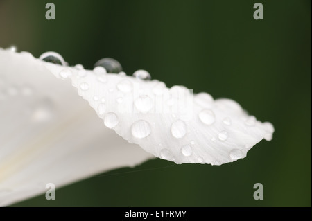 Gocce di pioggia sulla punta di un bianco brillante iris petalo bandiera sbarco bagnato la superficie del trackpad per insetti e mosche Foto Stock