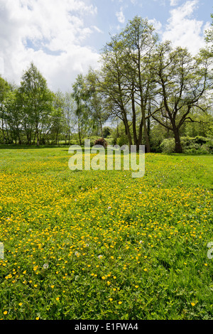 Primavera - un campo di renoncules sulla banca del fiume Dore nella Golden Valley, Herefordshire Foto Stock