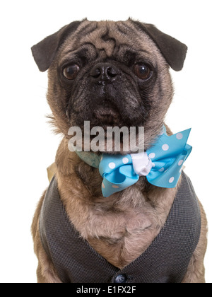 Carino pug dog indossando un giubbotto ed il filtro bow tie. Foto Stock