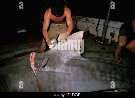 Fisherman interrompe il pinna dorsale di 6 metro di lunghezza Giant Tiger Shark (Galeocerdo cuvier). Foto Stock