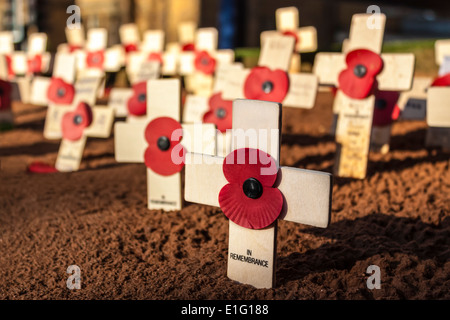 Giorno del Ricordo - croci di legno con il papavero Foto Stock