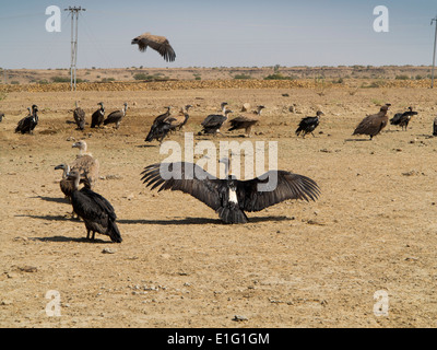 India Rajasthan, Jaisalmer, deserto di Thar, in via di estinzione di fauna gregge di bianco-rumped avvoltoi Gyps bengalensis nel campo Foto Stock