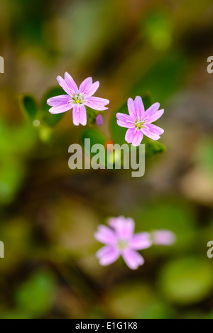 Pink purslane Claytonia sibirica nei boschi vicino a Abbeystead Lancashire Foto Stock