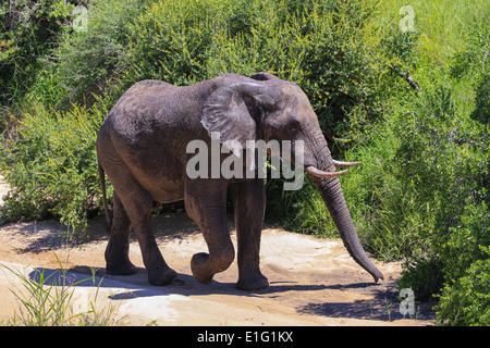 Un elefante a piedi vicino al Simbambili Game Lodge, Sabi Sand Game Reserve, Kruger National Park, Sud Africa. Foto Stock