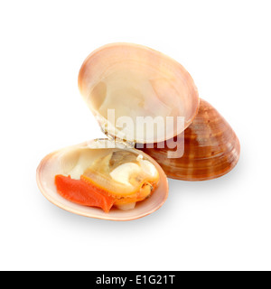 Materie frutti di mare chiamato fasolari su sfondo bianco Foto Stock