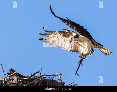 Osprey atterraggio sul nido, Pandion haliaetus, sea hawk, pesce eagle, fiume hawk, pesce hawk, raptor Foto Stock
