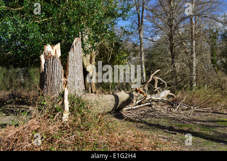 Danni provocati dalla tempesta in legno Matley nella nuova foresta vicino a Lyndhurst, Hampshire, 2014 Foto Stock